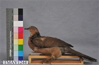 藏品(斑頸鳩)的圖片